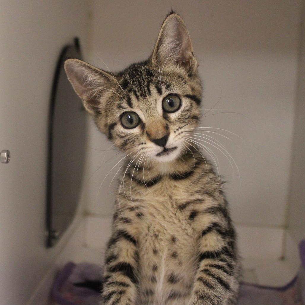 Enlarge Meadow, a Adopted Domestic Short Hair in Champaign, IL image 1/3