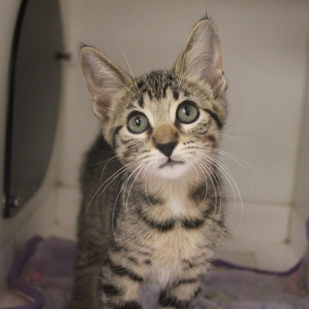 Enlarge Meadow, a Adopted Domestic Short Hair in Champaign, IL image 2/3
