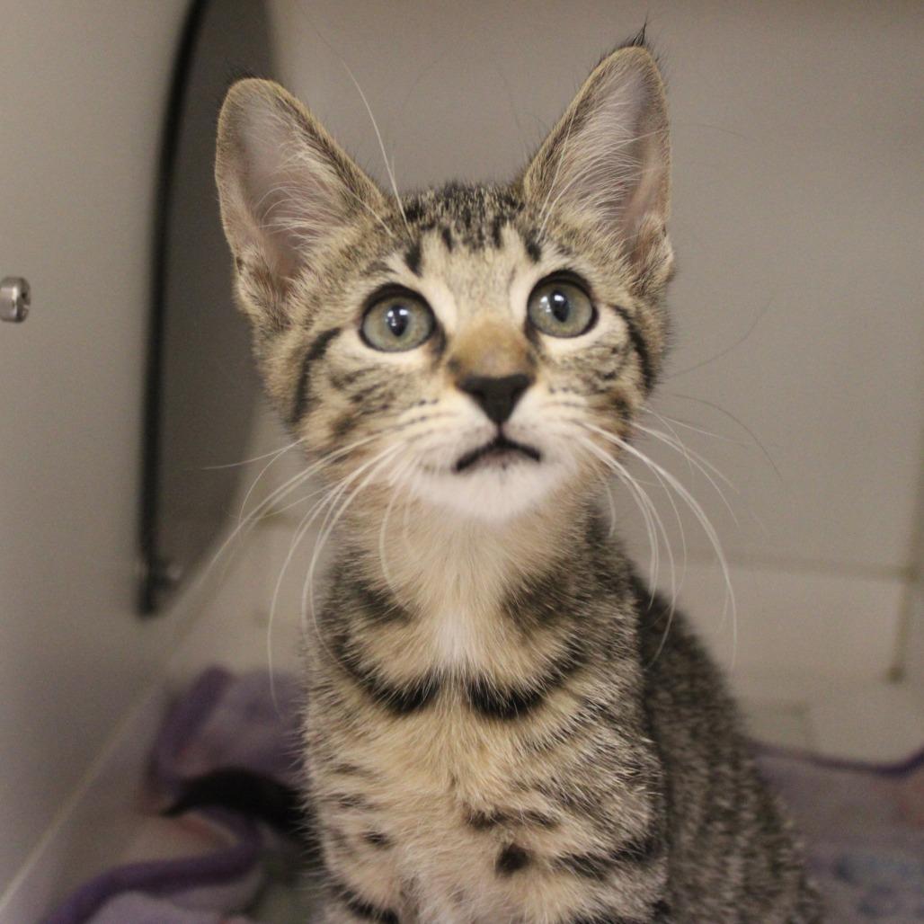 Enlarge Meadow, a Adopted Domestic Short Hair in Champaign, IL image 3/3
