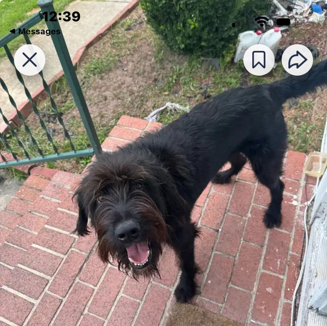 CLIFFORD SRC3259op  SOUTH CAROLINA, Adoptable, Young Male Schnauzer & Terrier.