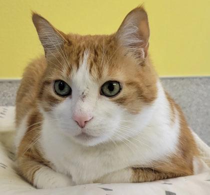 Gordy, Adoptable, Adult Male Domestic Short Hair & Domestic Short Hair.