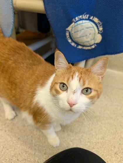 Gordy, a Adoptable mixed breed in Eugene, OR image 2/3
