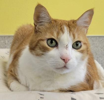 Gordy, a Adoptable mixed breed in Eugene, OR image 3/3