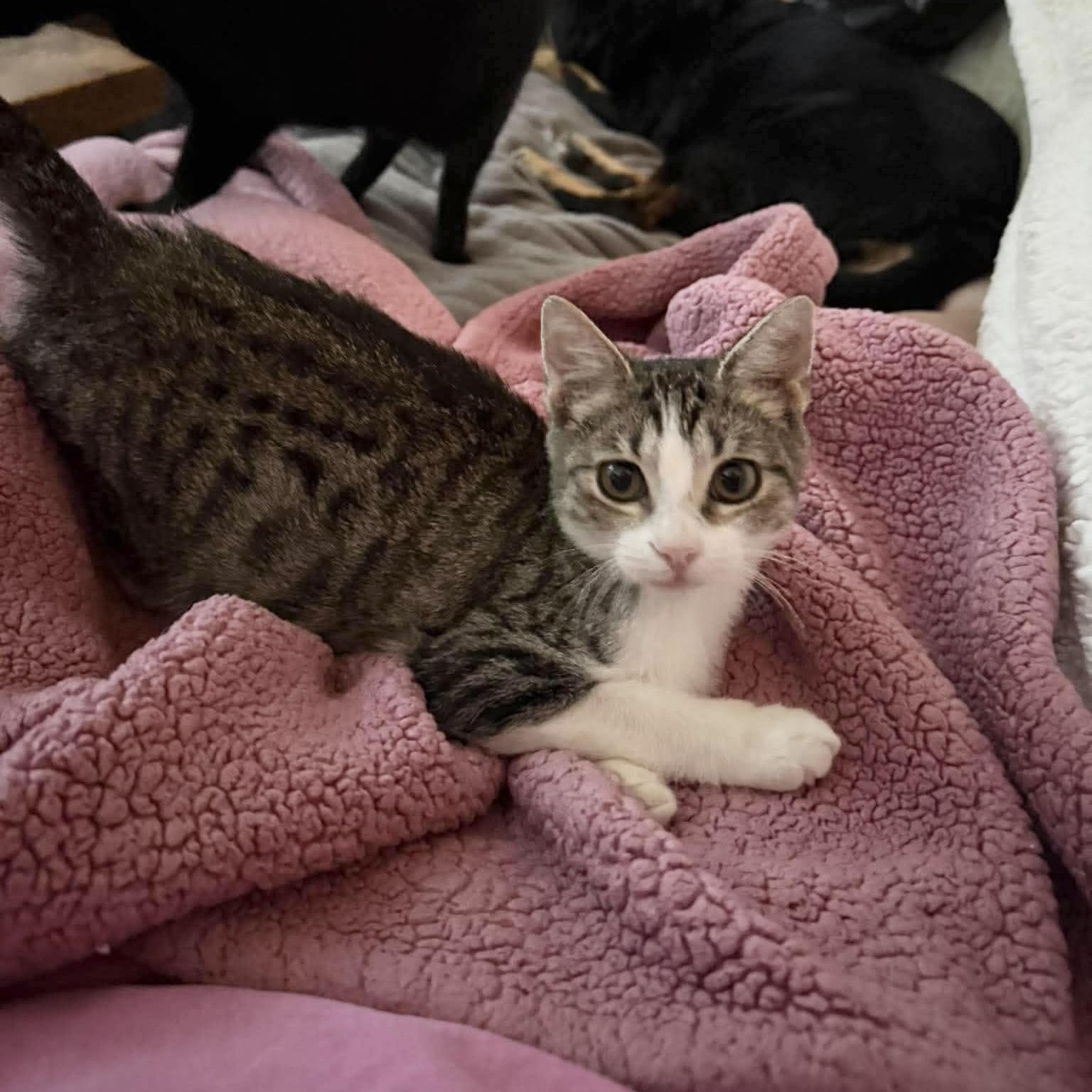 Amazing Bellamy, Adoptable, Kitten Male Tabby & Domestic Short Hair.