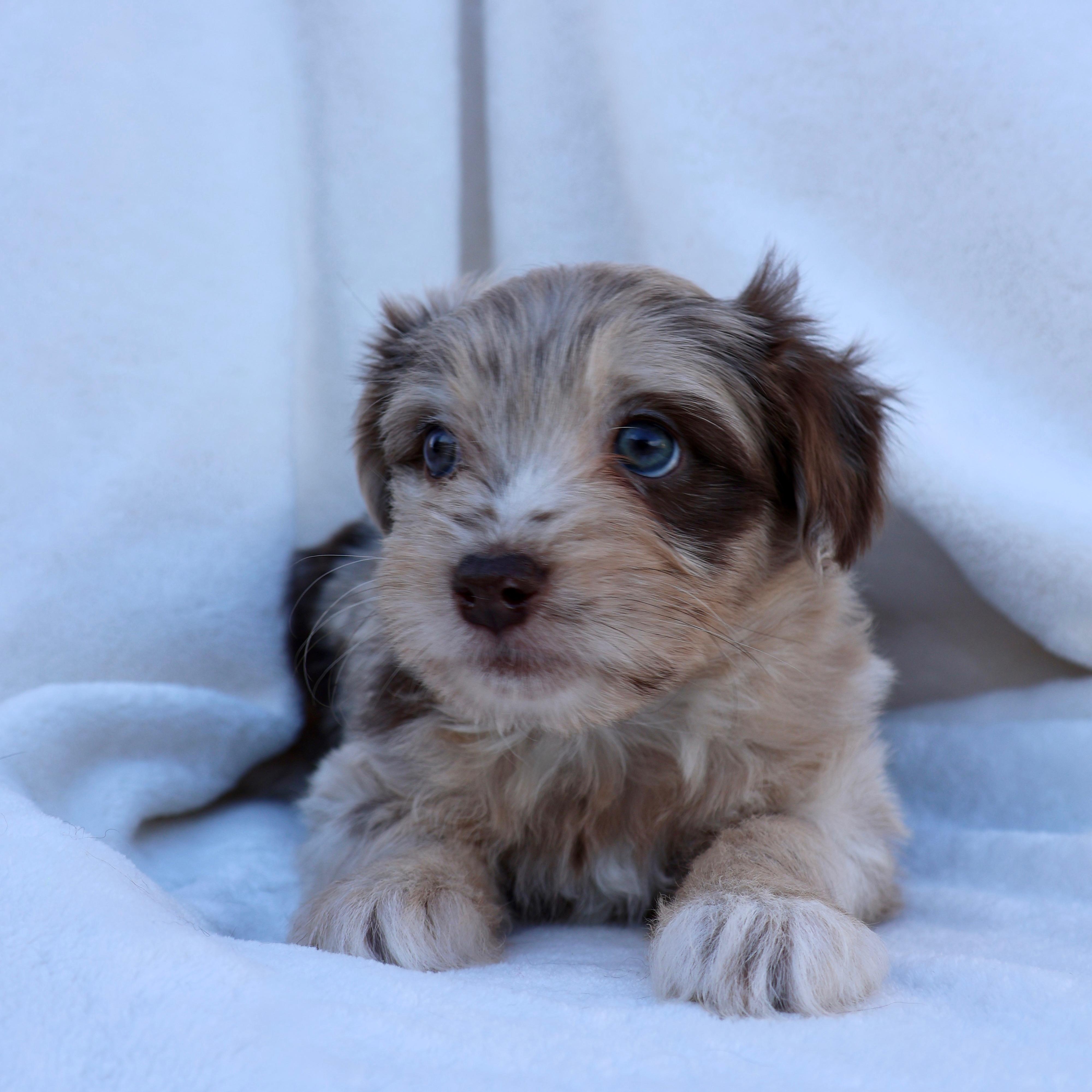 Enlarge Bree, a other mixed breed in Fort Collins, CO image 5/5