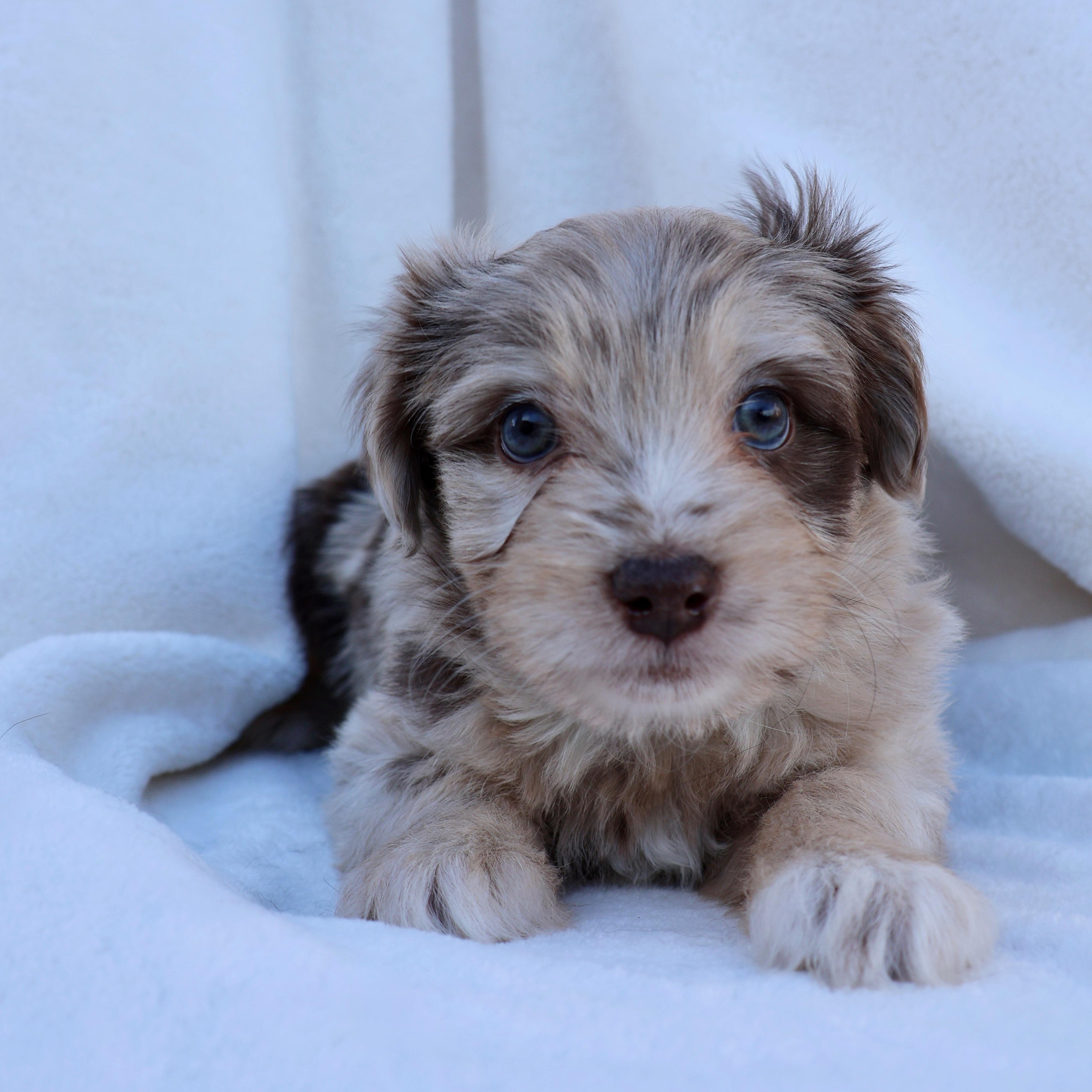 Enlarge Bree, a other mixed breed in Fort Collins, CO image 4/5