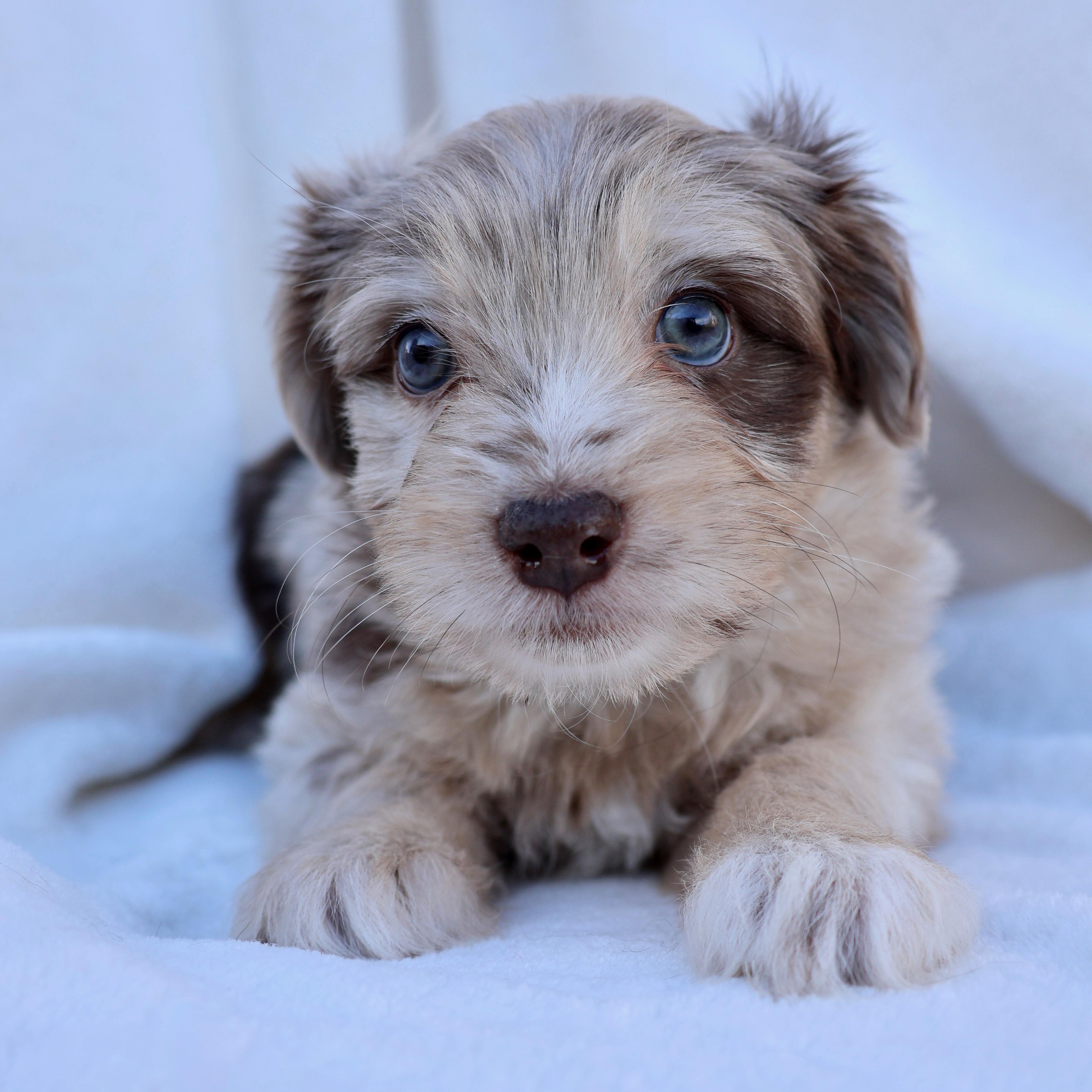Enlarge Bree, a other mixed breed in Fort Collins, CO image 2/5