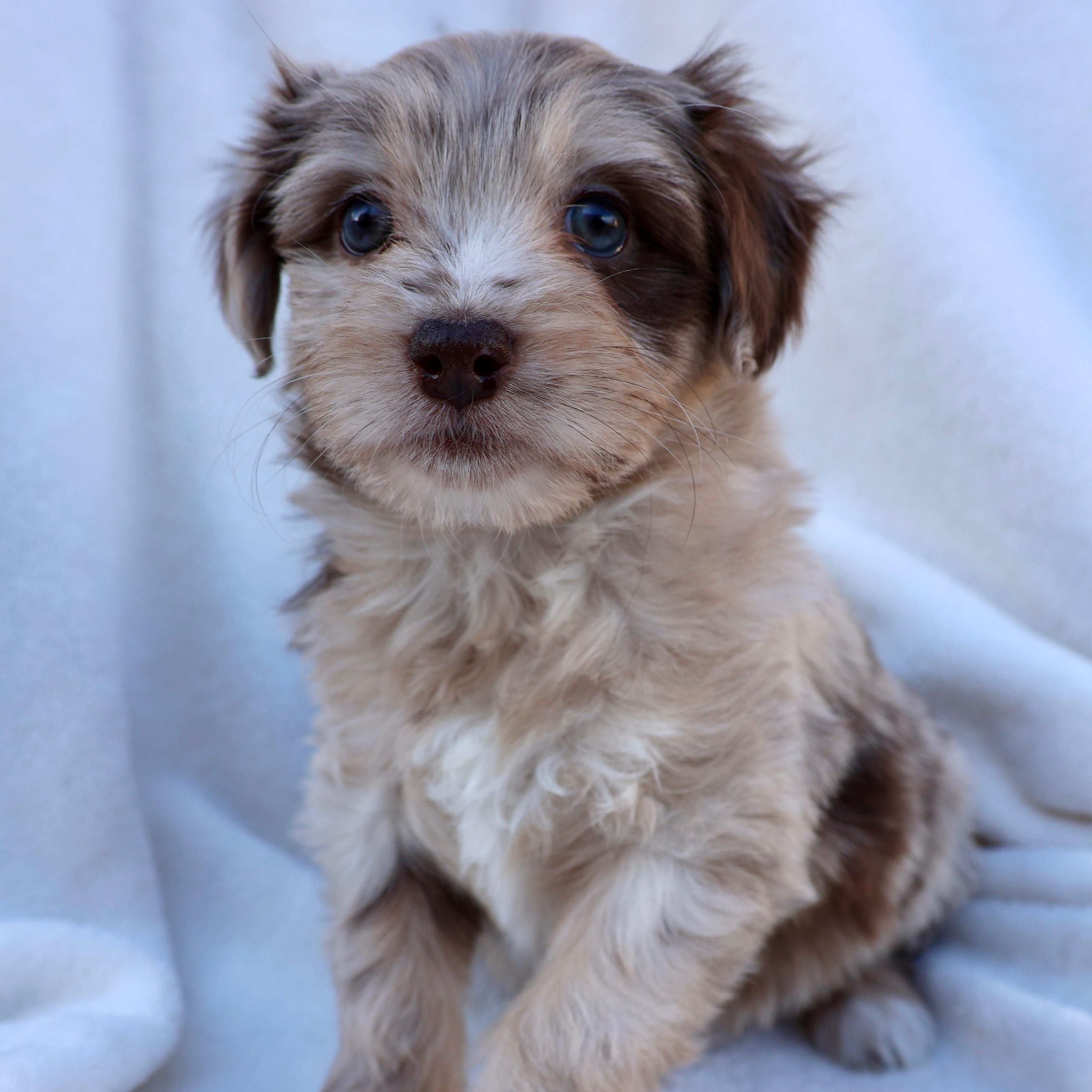 Enlarge Bree, a other mixed breed in Fort Collins, CO image 1/5