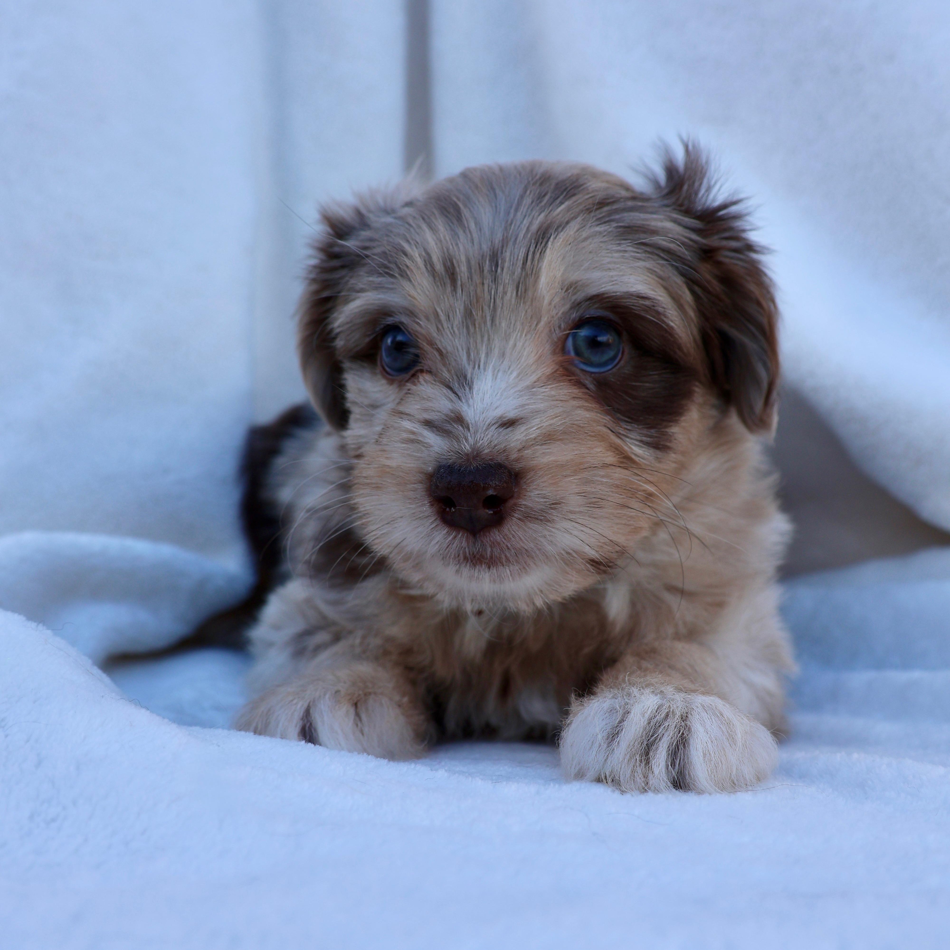 Enlarge Bree, a other mixed breed in Fort Collins, CO image 3/5