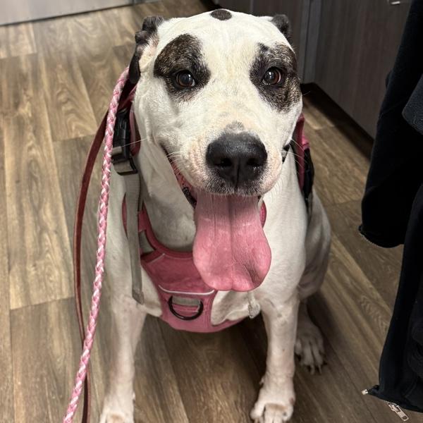 Enlarge Demi, a Adoptable mixed breed in San Diego, CA image 1/1