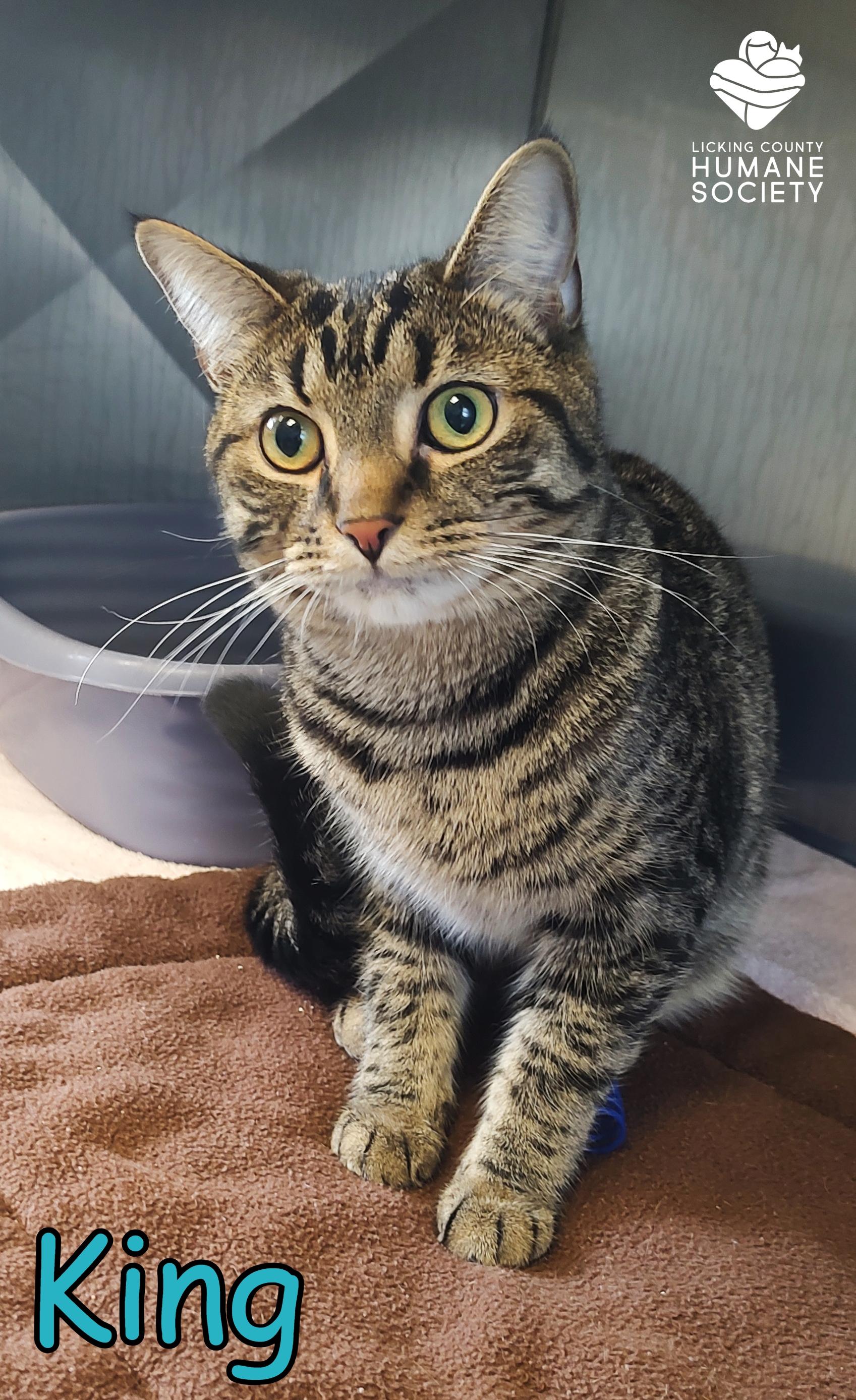 King, an adoptable Domestic Short Hair in Heath, OH_image-1