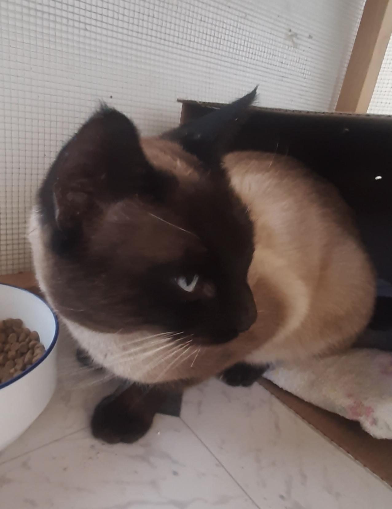 Samson, adopted, Young Male Siamese.