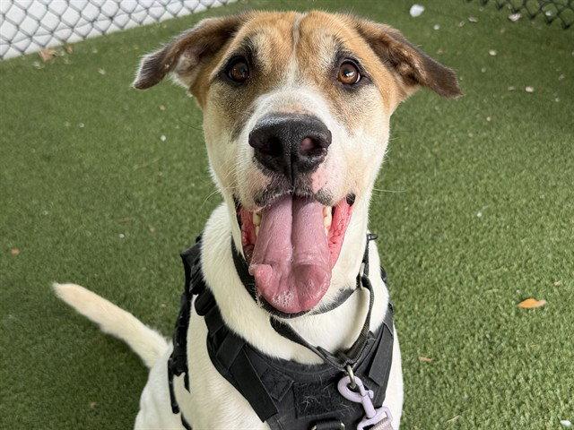 JETT, Adoptable, Adult Male Foxhound.