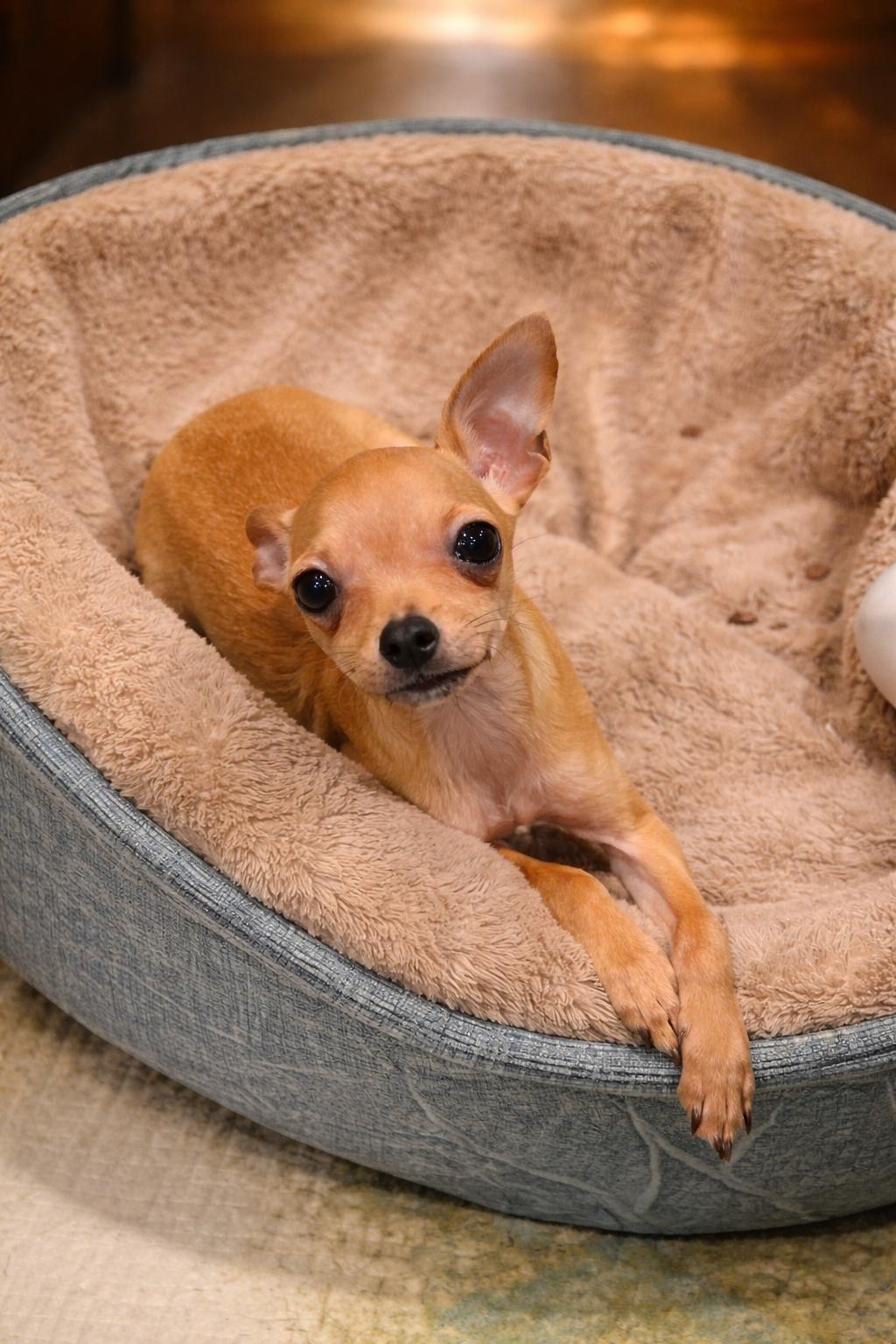 Enlarge Minnie Mouse, a ADOPTABLE Chihuahua in Georgetown , CA image 1/1