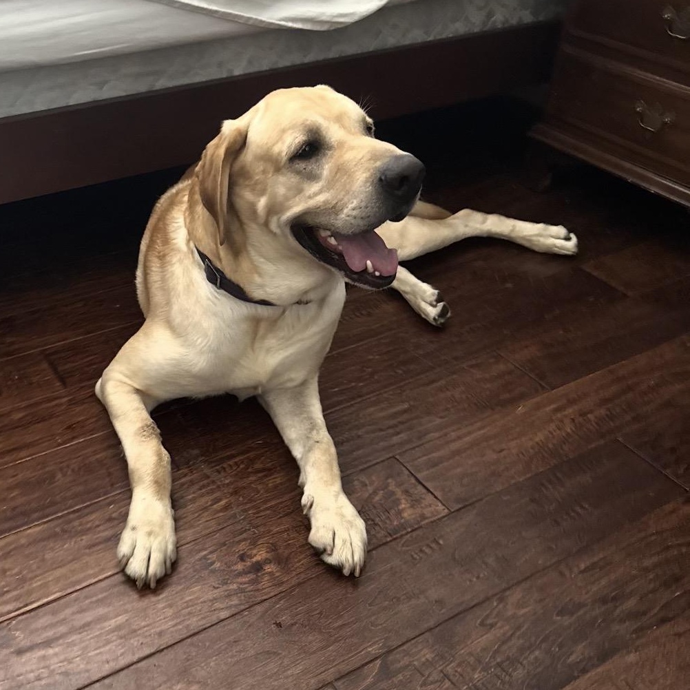 Enlarge Blue, a Adoptable Yellow Labrador Retriever in Westlake Village, CA image 2/6