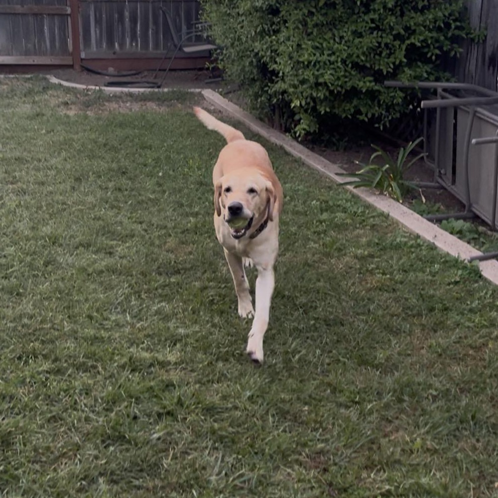 Enlarge Blue, a Adoptable Yellow Labrador Retriever in Westlake Village, CA image 5/6