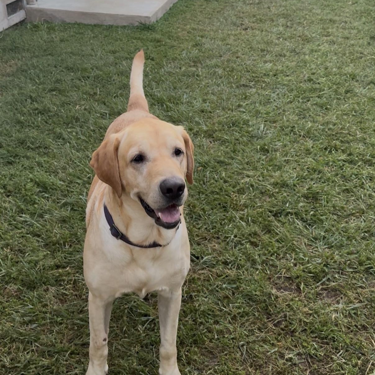 Enlarge Blue, a Adoptable Yellow Labrador Retriever in Westlake Village, CA image 1/6