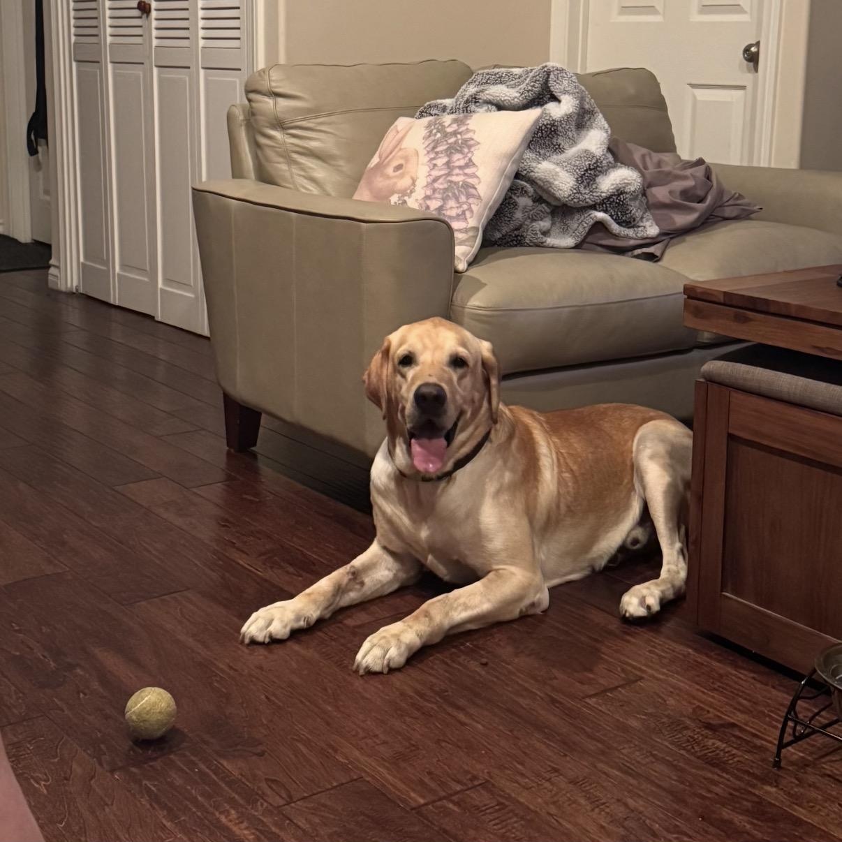 Enlarge Blue, a Adoptable Yellow Labrador Retriever in Westlake Village, CA image 6/6