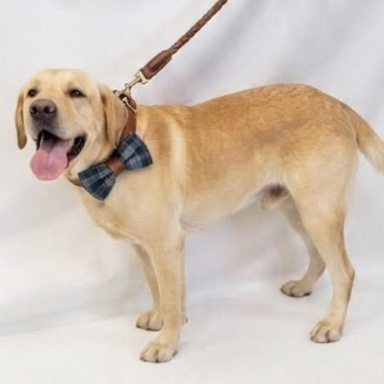 Enlarge Blue, a Adoptable Yellow Labrador Retriever in Westlake Village, CA image 3/6