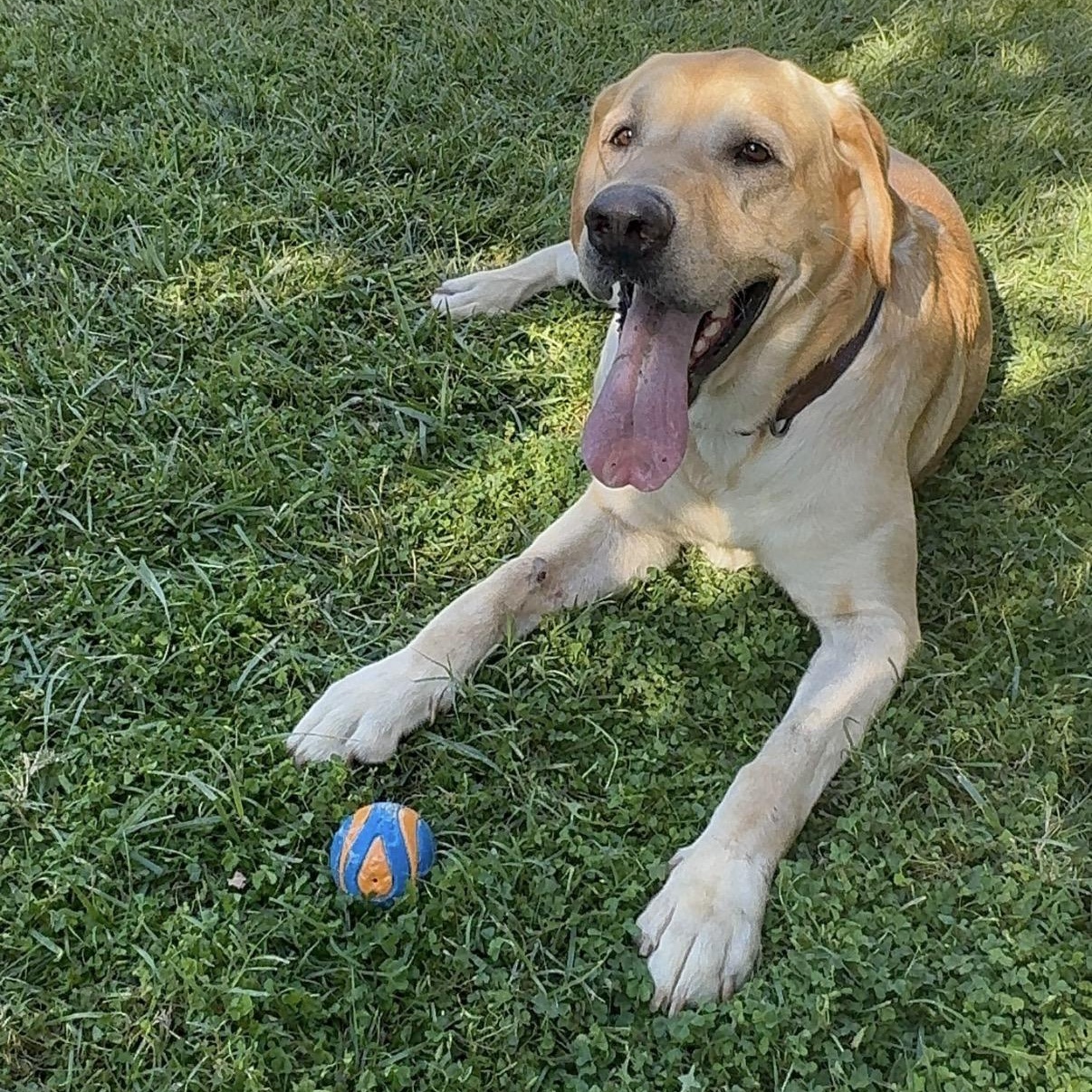 Enlarge Blue, a Adoptable Yellow Labrador Retriever in Westlake Village, CA image 4/6