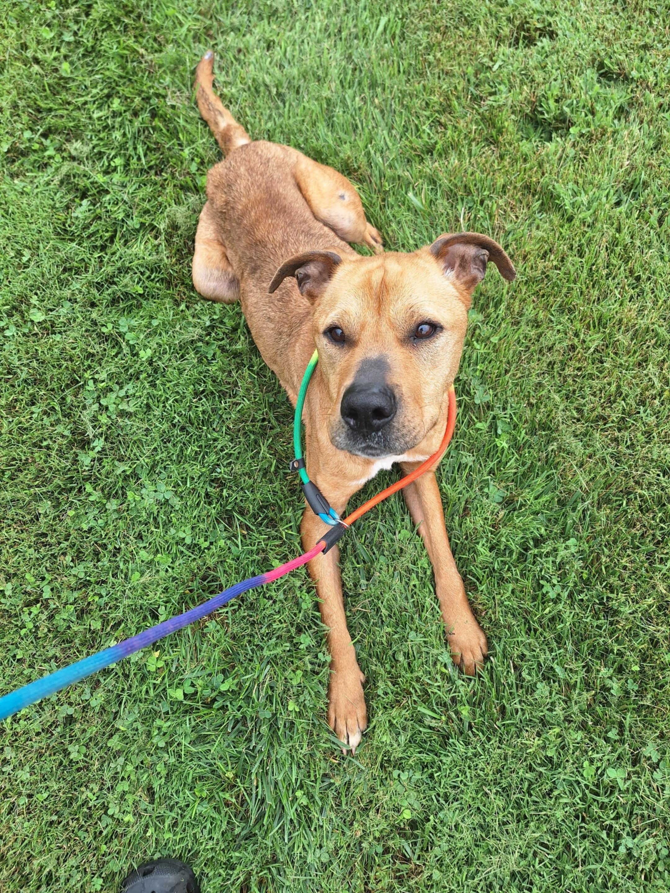 Olli, Adoptable, Senior Male Mixed Breed.