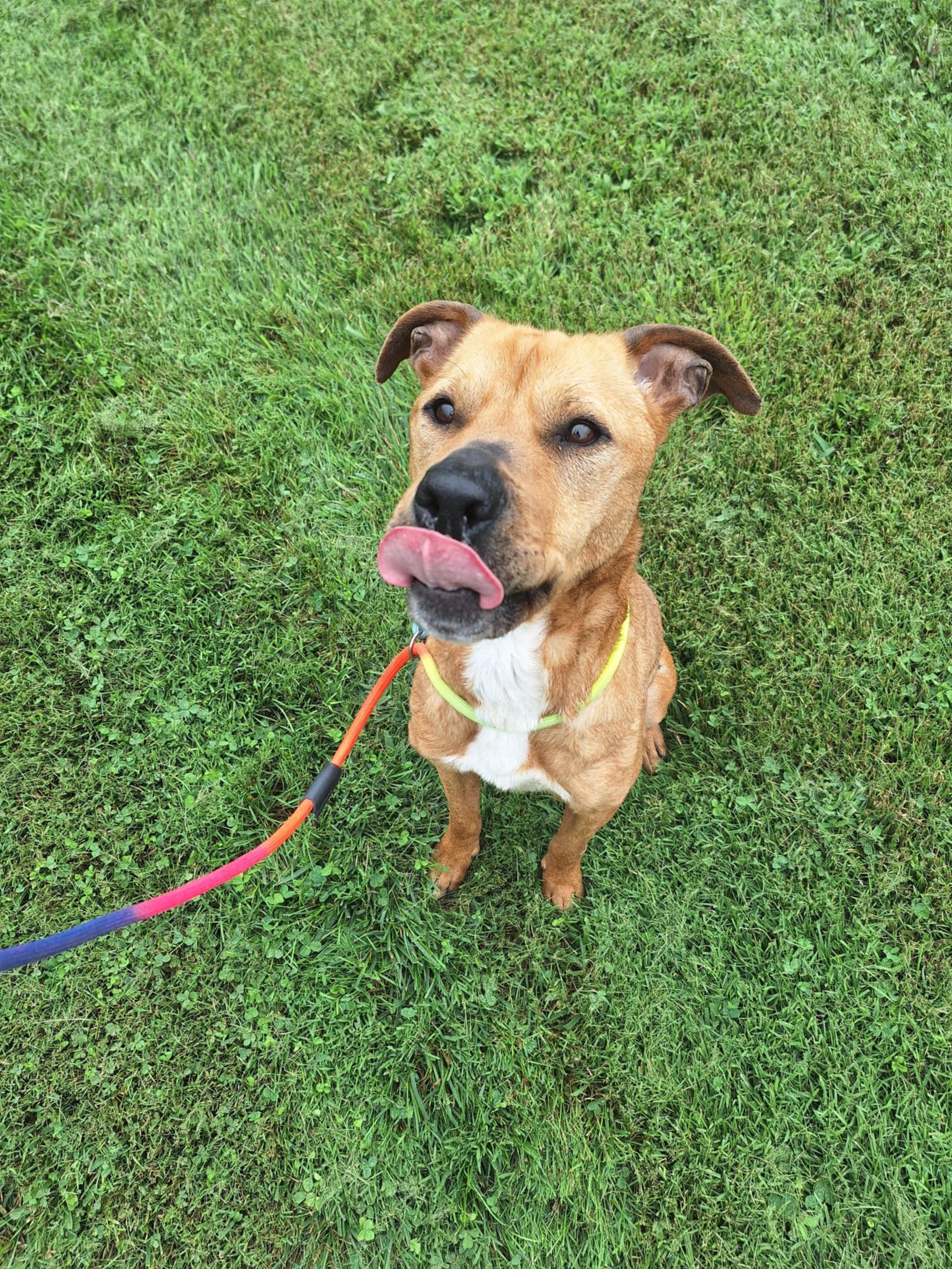 Enlarge Olli, a Adoptable mixed breed in Dublin, VA image 2/2