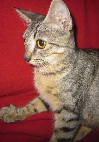 Enlarge Siren, a Adoptable Tabby in Porter, TX image 1/2