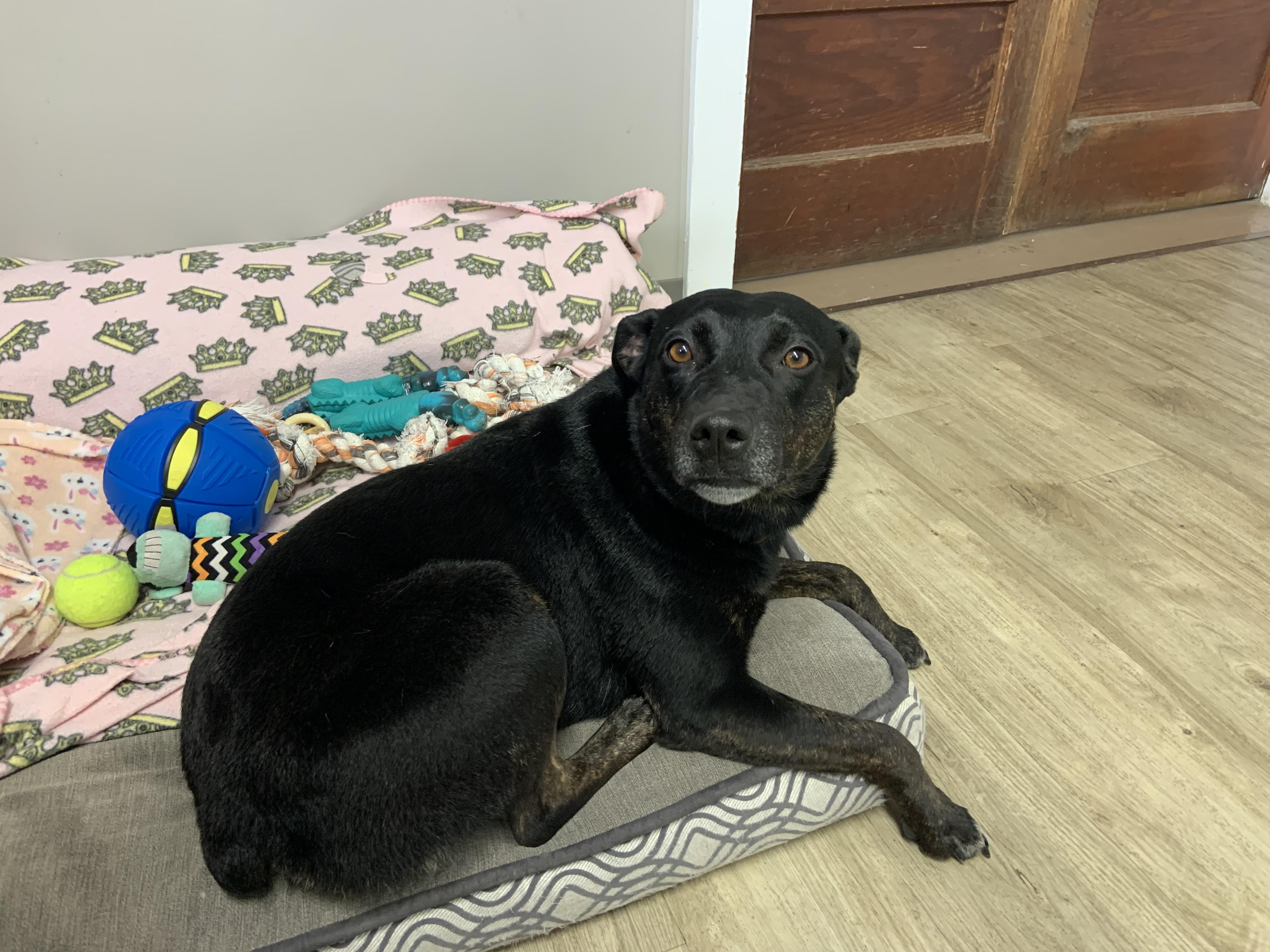 Enlarge Cookie, an adopted Mixed Breed in Jamestown, ND image 3/4