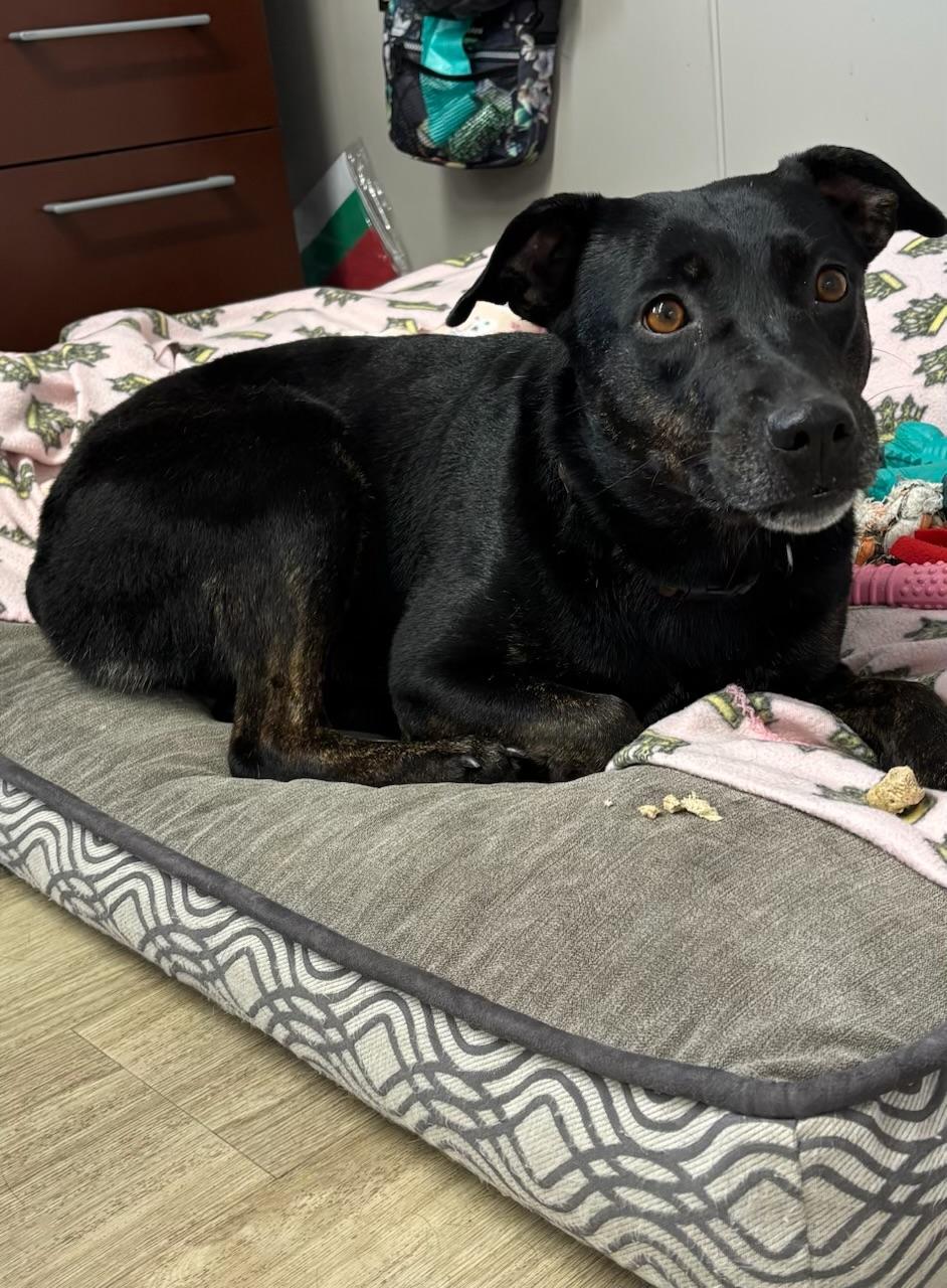 Enlarge Cookie, an adopted Mixed Breed in Jamestown, ND image 1/4