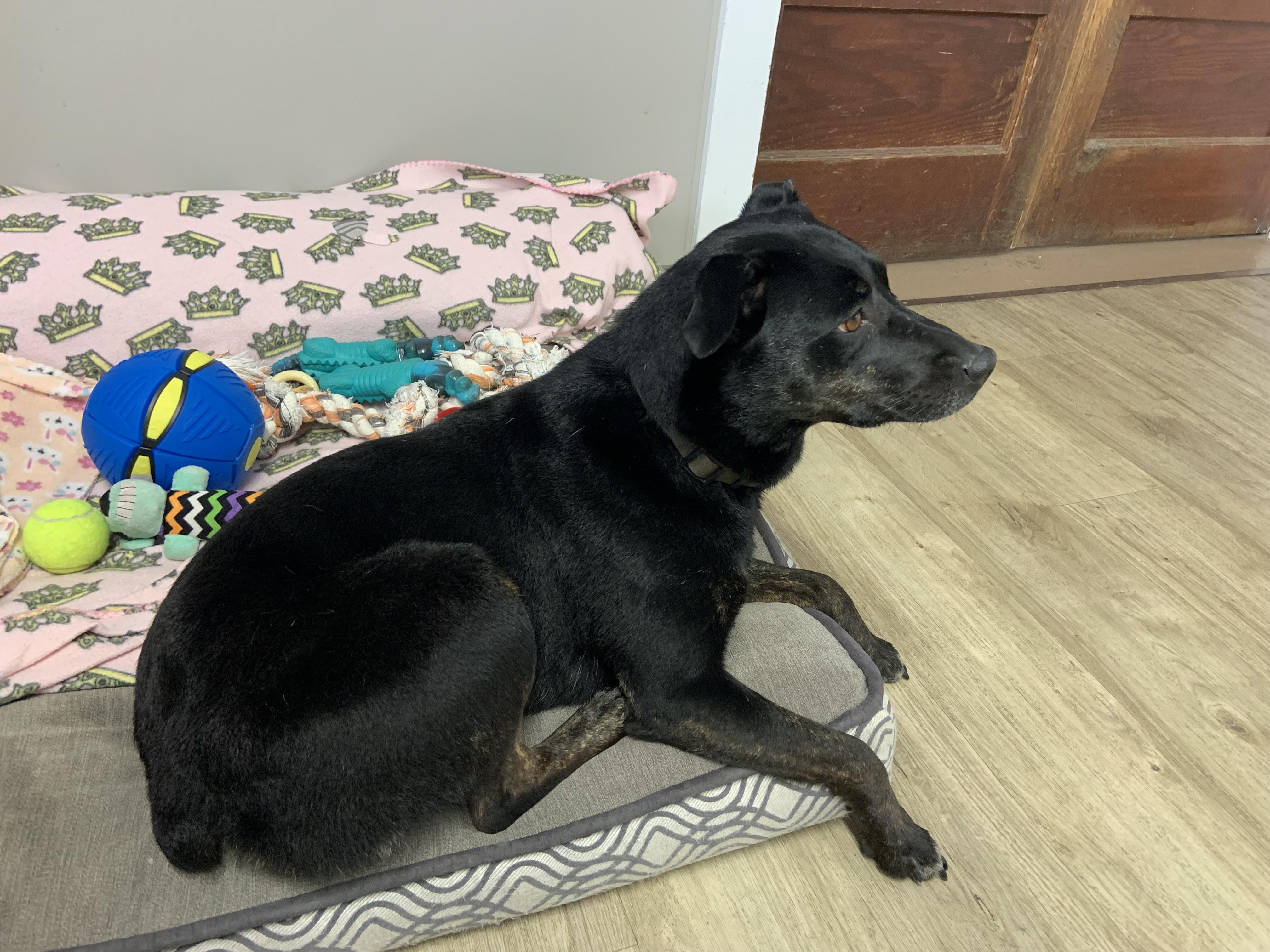Enlarge Cookie, an adopted Mixed Breed in Jamestown, ND image 4/4