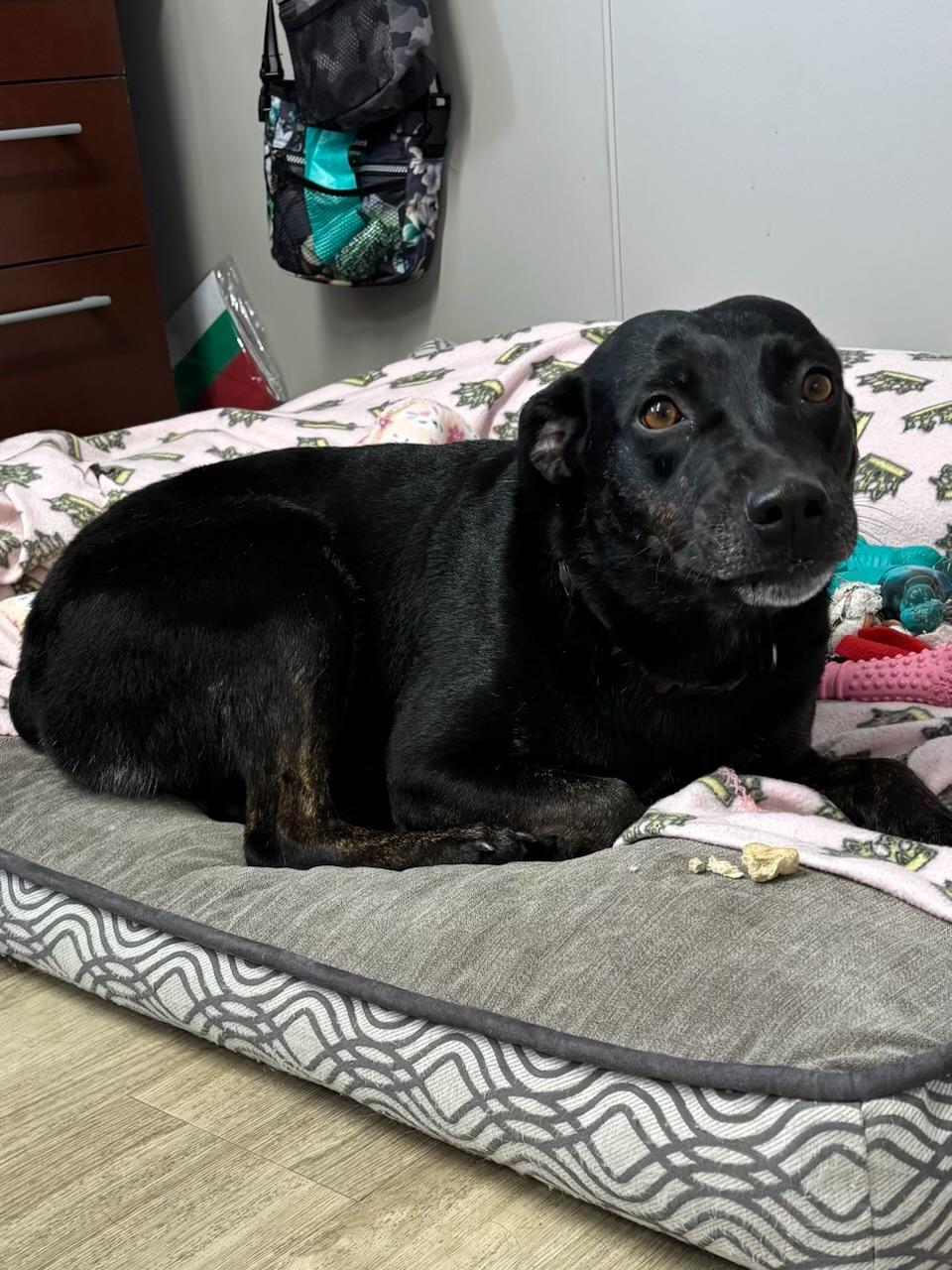 Enlarge Cookie, an adopted Mixed Breed in Jamestown, ND image 2/4