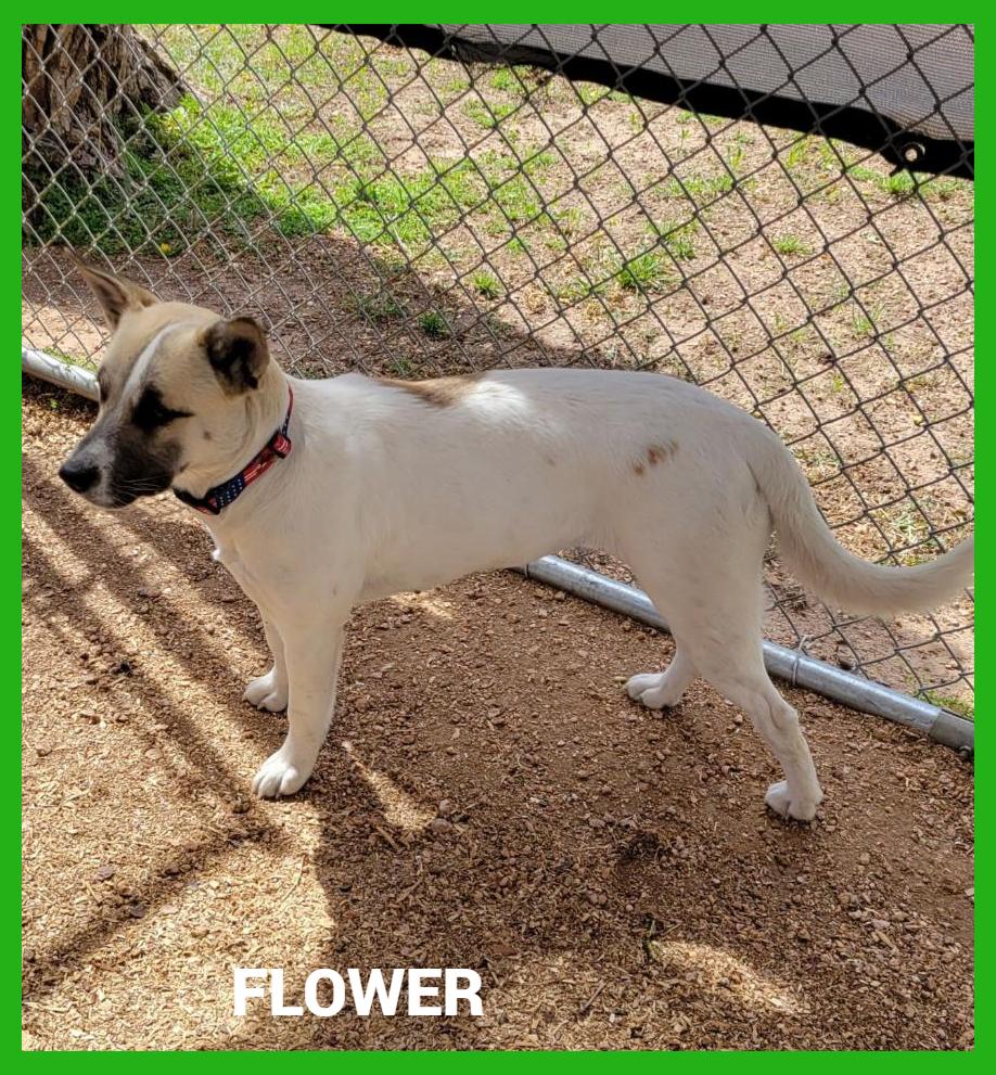 Flower, adopted, Young Female Akita.