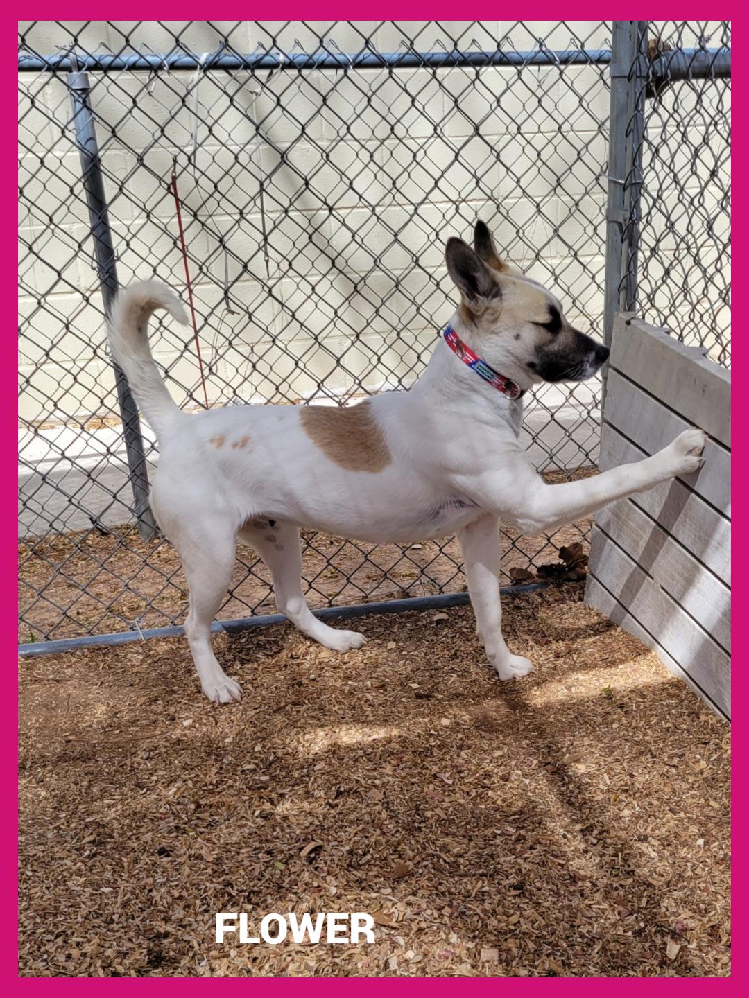 Enlarge Flower, an adopted mixed breed in Granbury, TX image 2/2