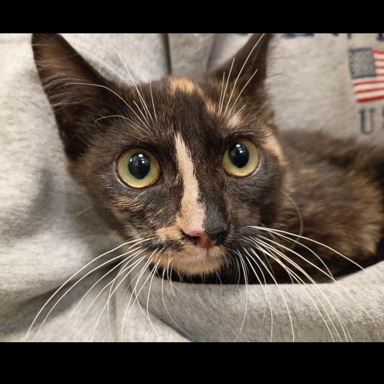 Enlarge Sticky, a Adoptable Domestic Short Hair in Indiantown, FL image 1/4