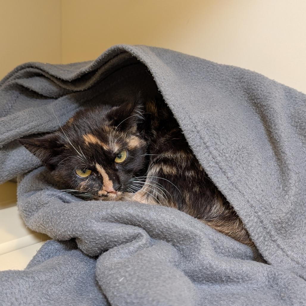 Enlarge Sticky, a Adoptable Domestic Short Hair in Indiantown, FL image 2/4