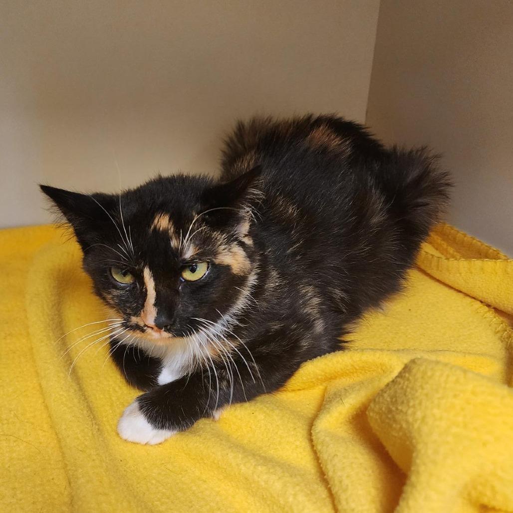 Enlarge Sticky, a Adoptable Domestic Short Hair in Indiantown, FL image 3/4