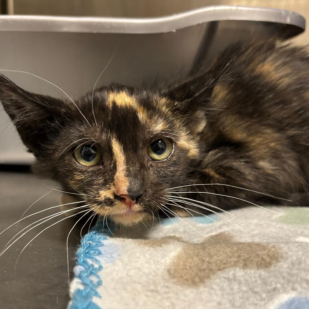 Enlarge Sticky, a Adoptable Domestic Short Hair in Indiantown, FL image 4/4