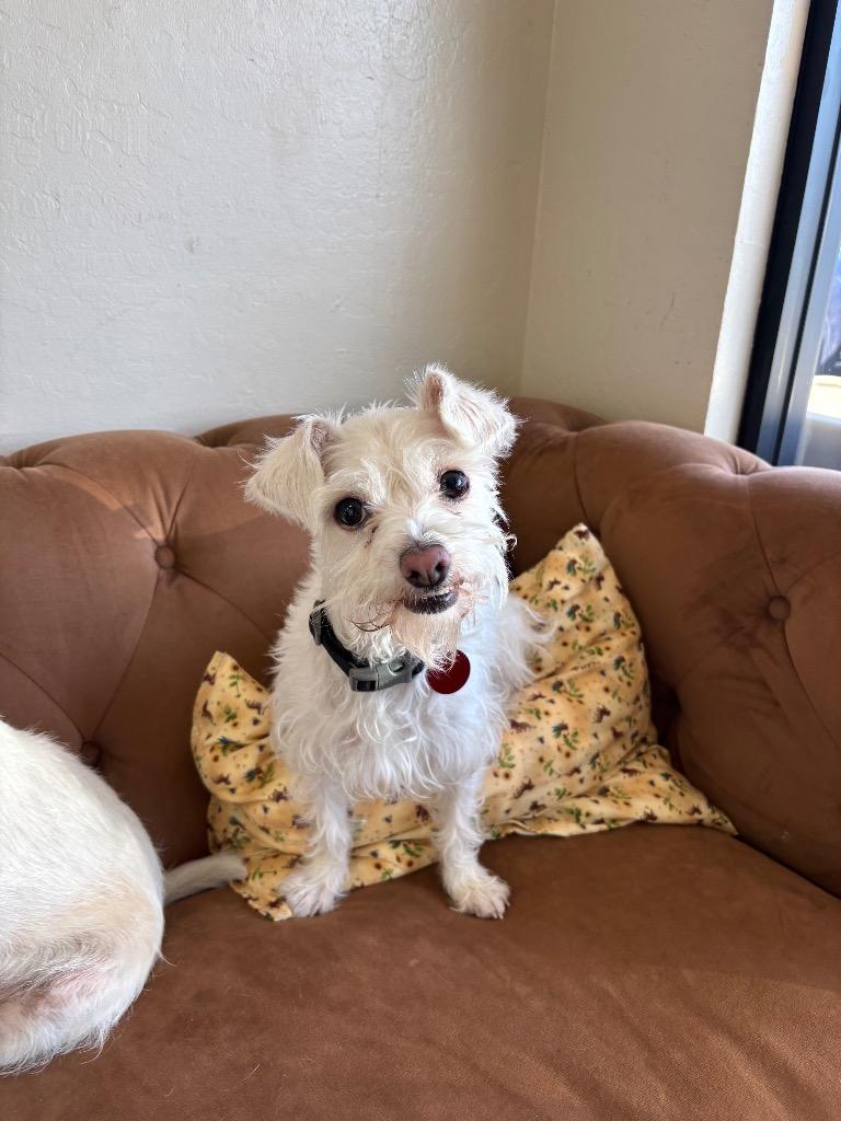 Enlarge 26Peanut, a Adoptable Terrier in Shingle Springs, CA image 1/1
