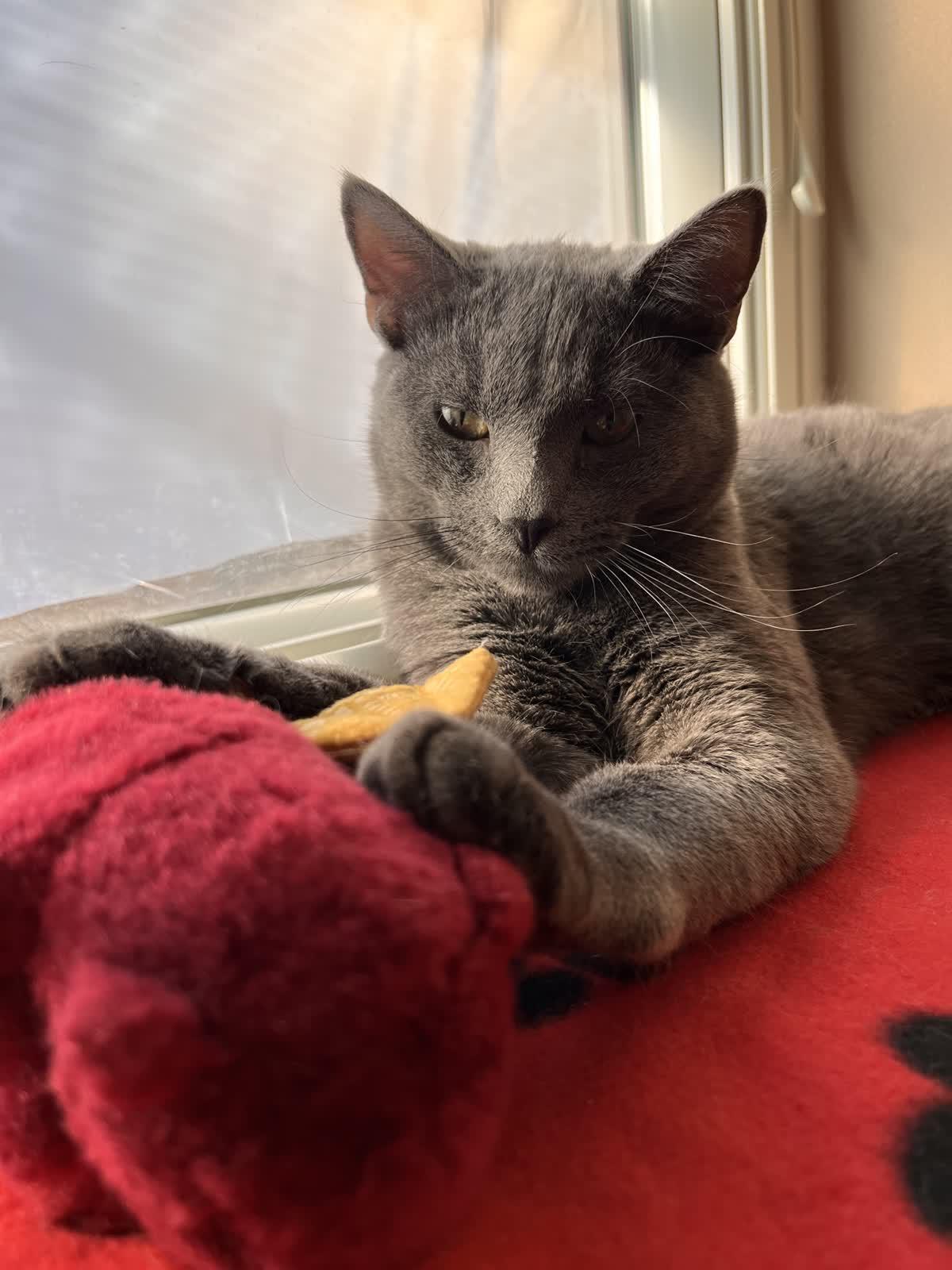 Enlarge Anchovi, an adopted Domestic Short Hair in Pueblo, CO image 1/3