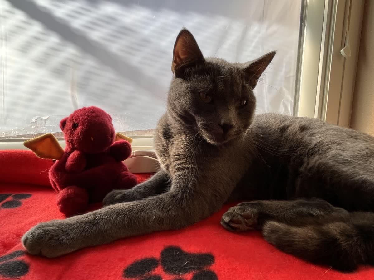 Enlarge Anchovi, an adopted Domestic Short Hair in Pueblo, CO image 3/3