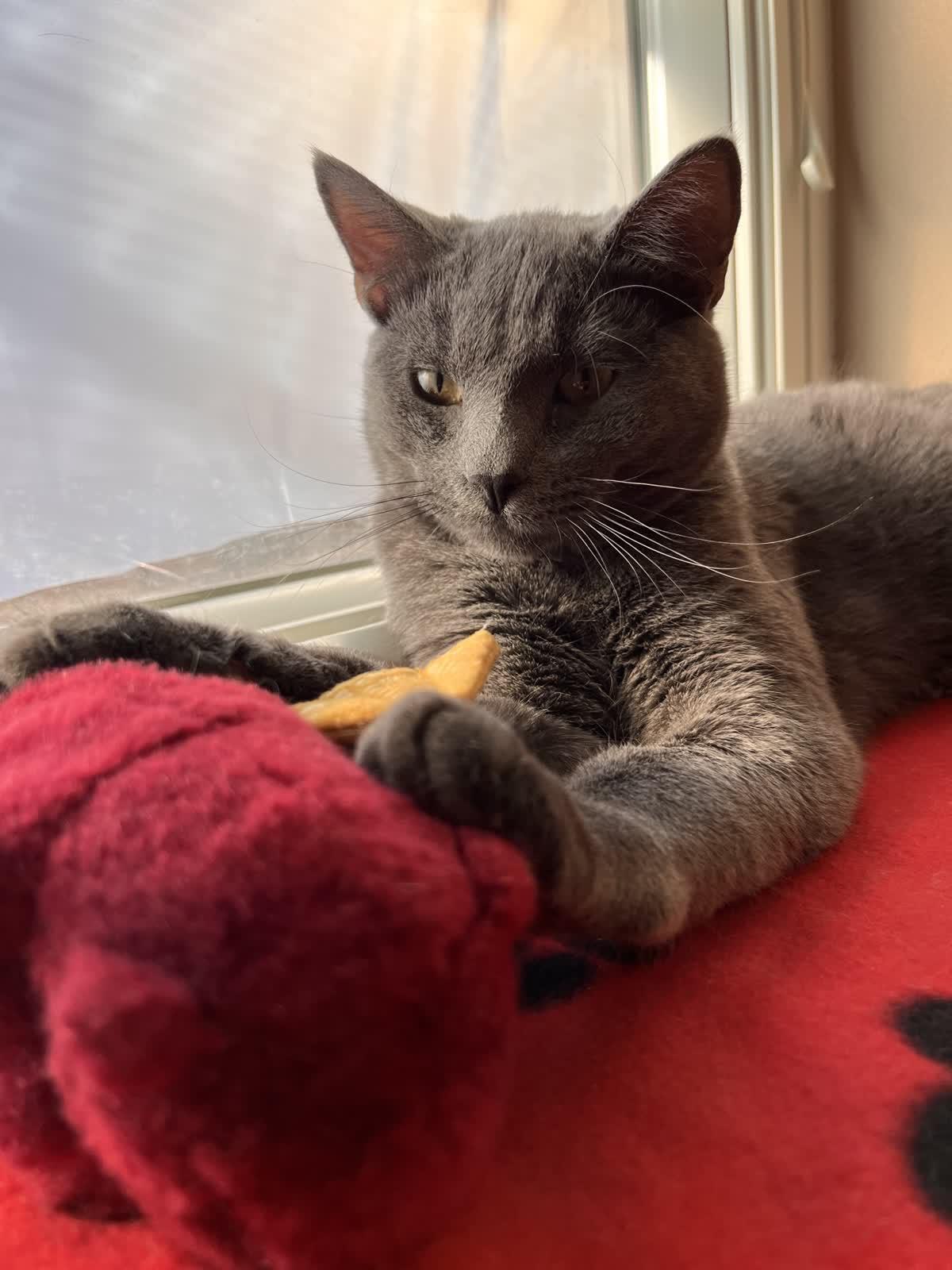 Enlarge Anchovi, an adopted Domestic Short Hair in Pueblo, CO image 2/3