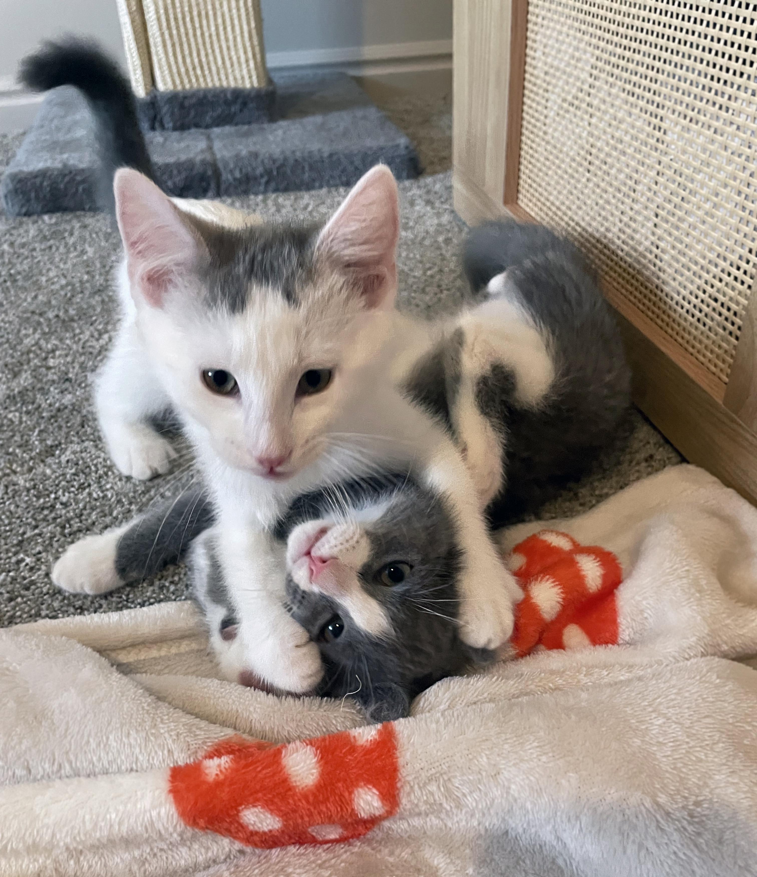 Enlarge Max, a ADOPTABLE Domestic Short Hair in Centerville, UT image 2/6