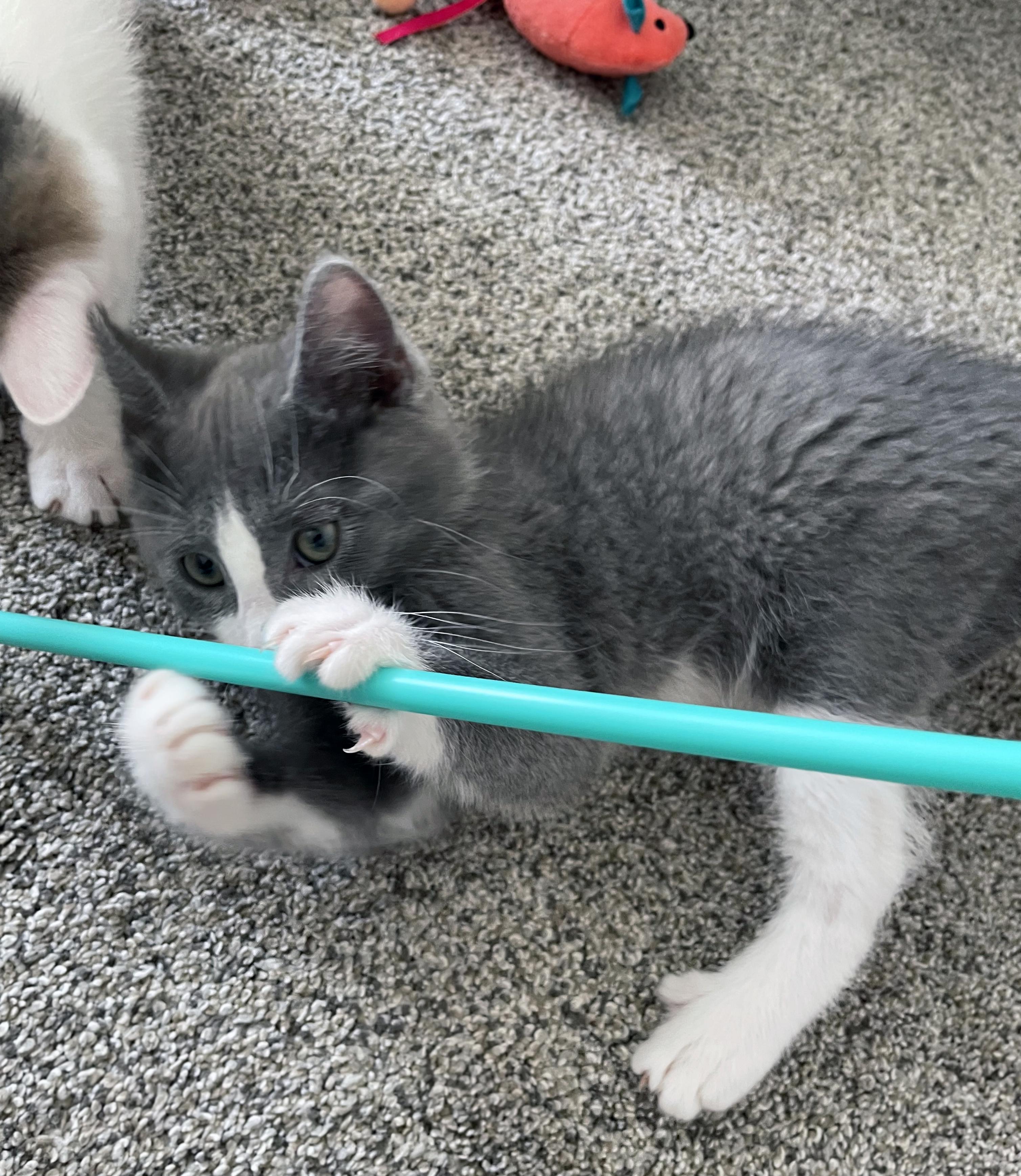 Enlarge Max, a ADOPTABLE Domestic Short Hair in Centerville, UT image 5/6