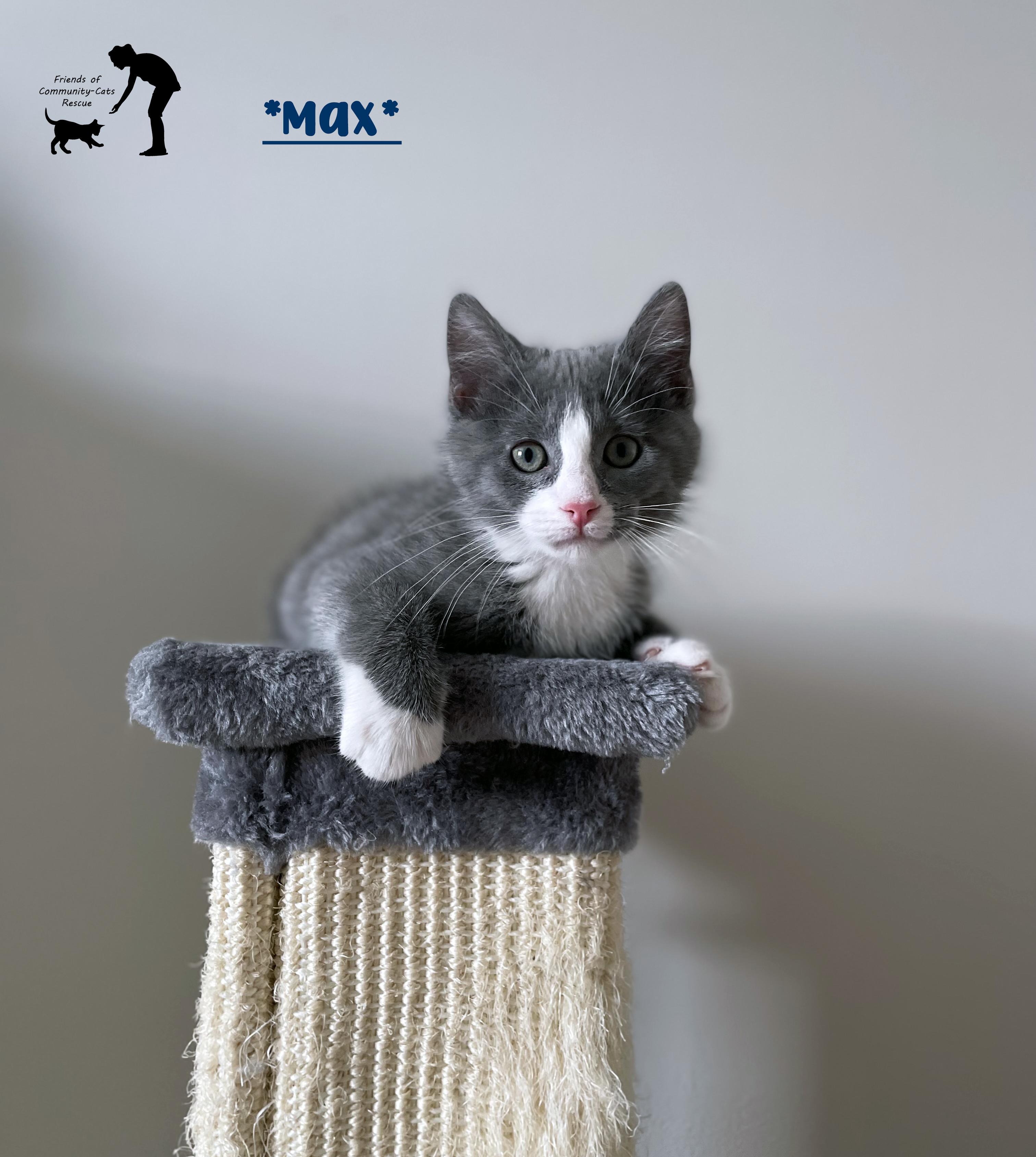 Enlarge Max, a ADOPTABLE Domestic Short Hair in Centerville, UT image 1/6