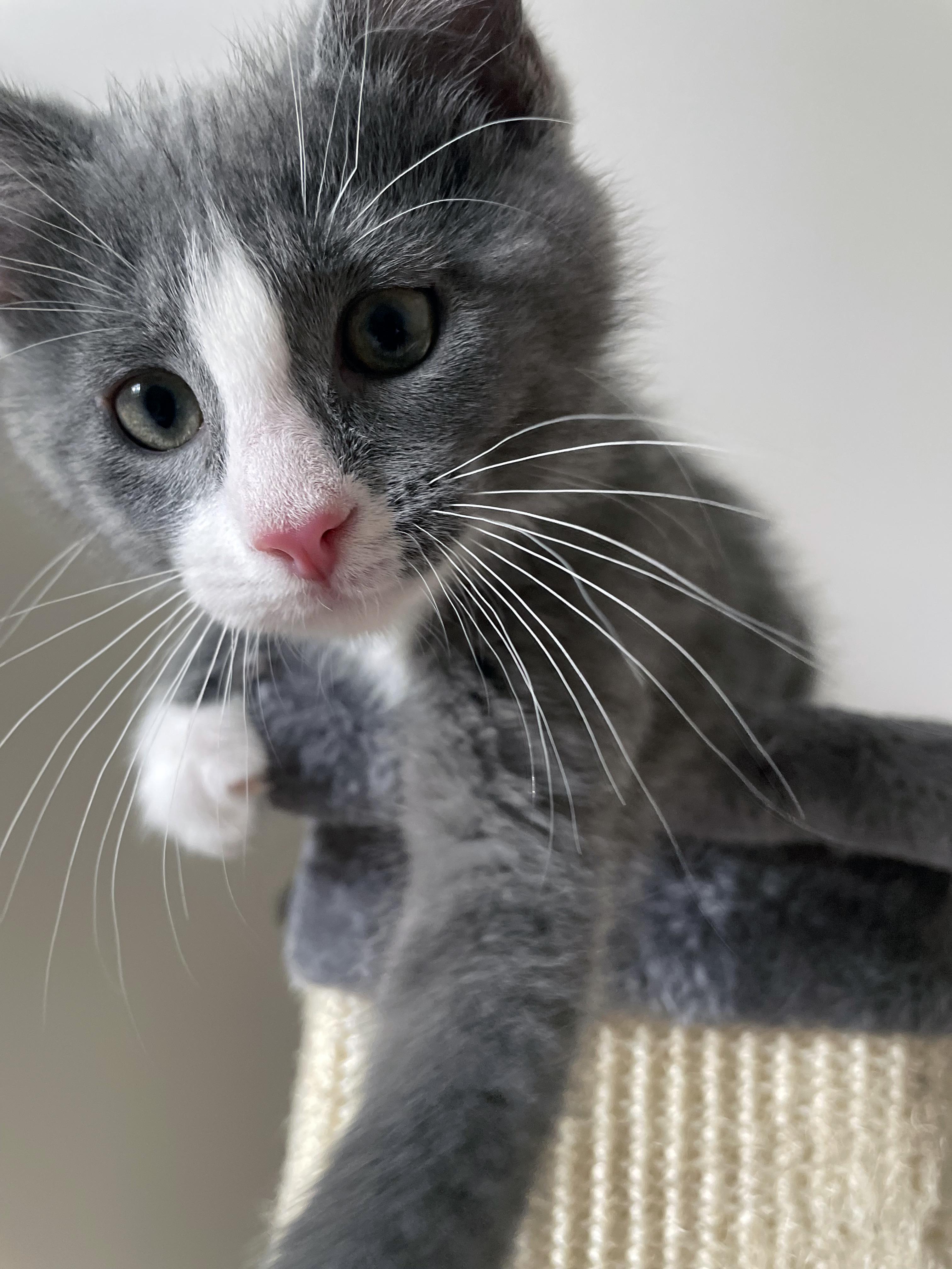 Enlarge Max, a ADOPTABLE Domestic Short Hair in Centerville, UT image 3/6