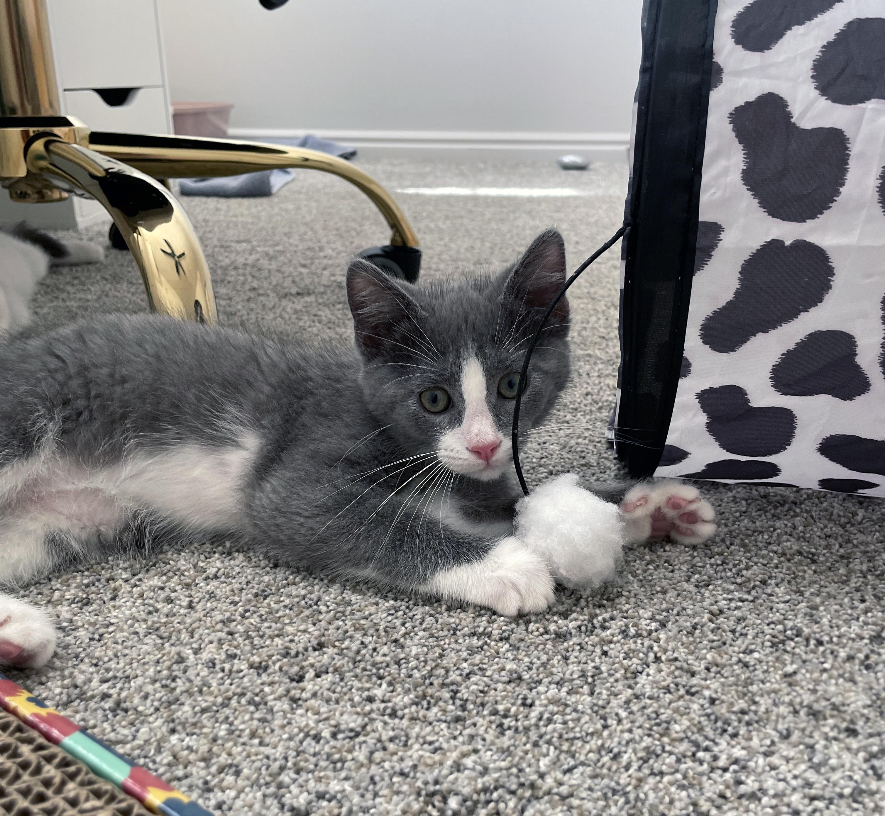 Enlarge Max, a ADOPTABLE Domestic Short Hair in Centerville, UT image 4/6