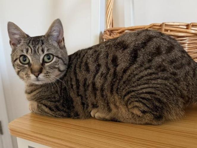 Augie/ Special Ed (Hillrise), Adoptable, Young Male Domestic Short Hair.