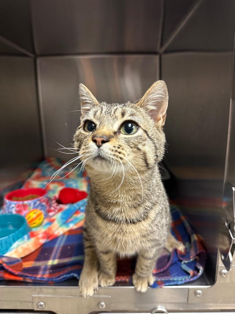 Augie/ Special Ed (Hillrise), a Adoptable mixed breed in Johnson City, TN image 3/4