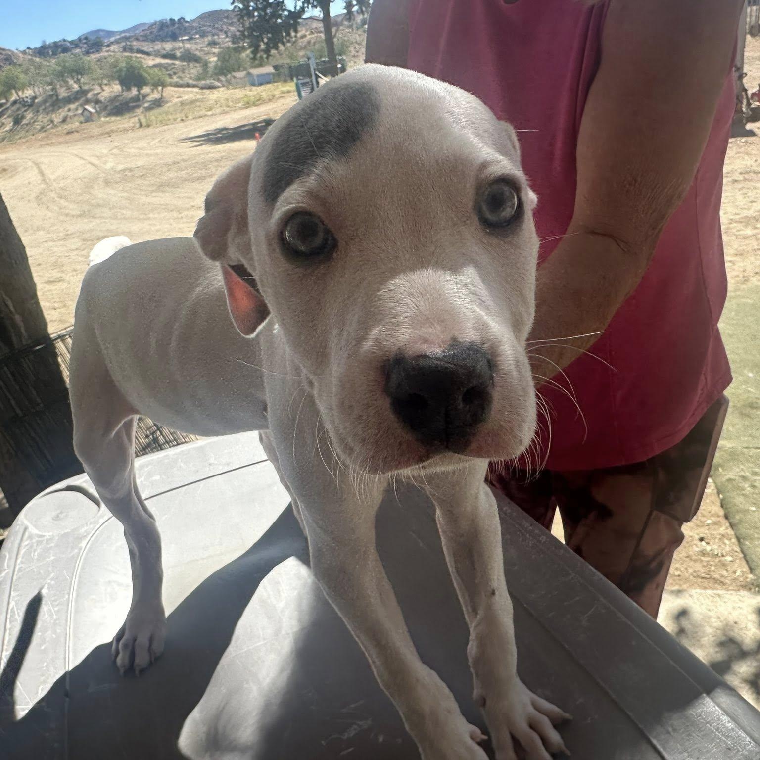 Clam, adoptable, Puppy Male Pit Bull Terrier & Dachshund.