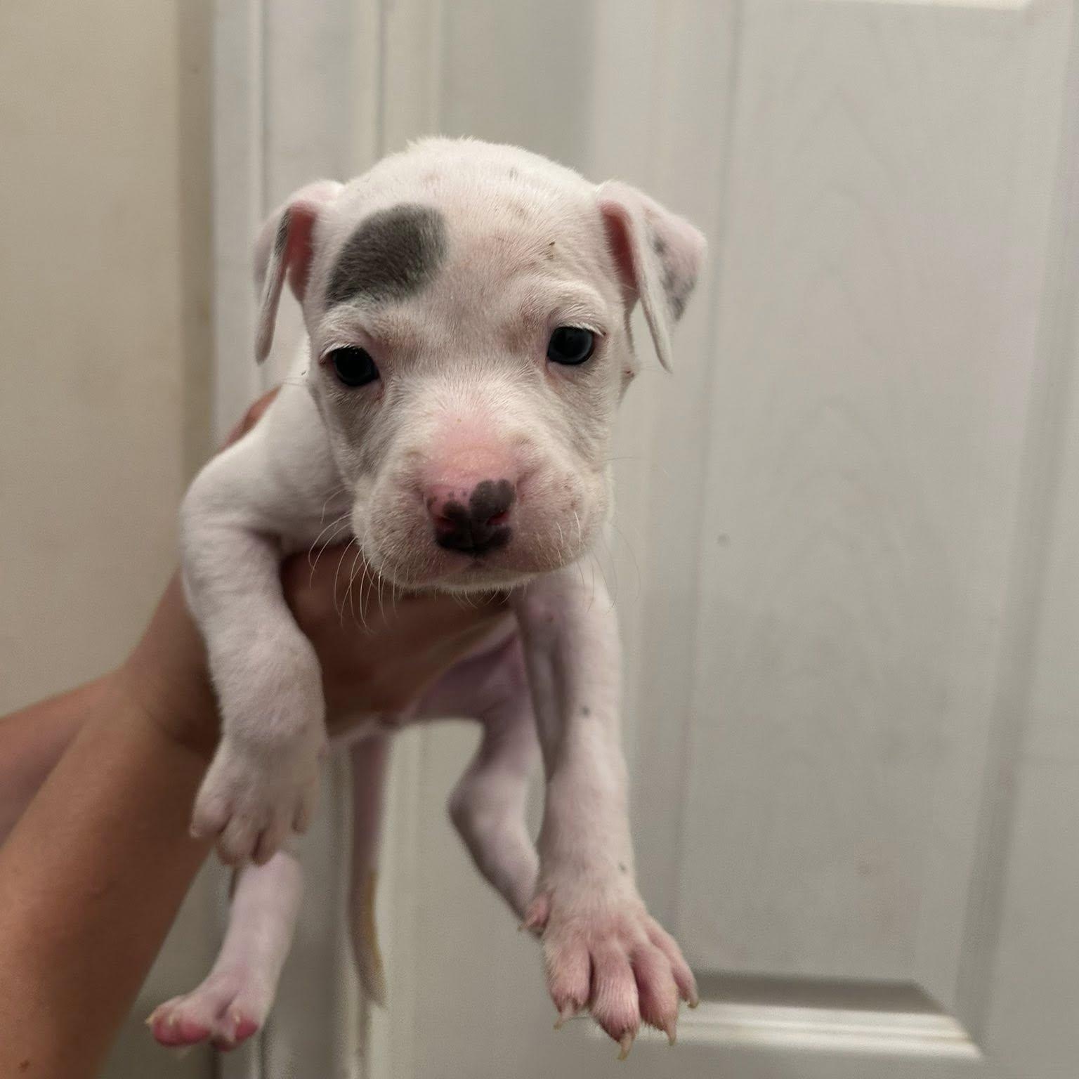 Clam, an adoptable mixed breed in Agua Dulce, CA image 1/2
